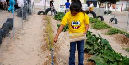 Alumnas y alumnos de la Escuela Primaria Federal Socorro Rodríguez Vázquez de Ciudad Juárez, participan en el proyecto autosustentable Nuestro Huerto Escolar, con el cual lograron cultivar hortalizas y fruta en un espacio de suelo arenoso, transformado en tierra de cultivo.